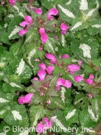 Lamium maculatum 'Elizabeth de Haas'